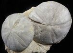 Two Displayable Fossil Sea Urchins (Clypeus) - England #62706-2
